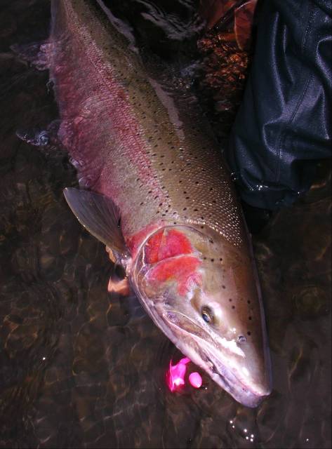 04-15-05 double striped Hoh buck.jpg